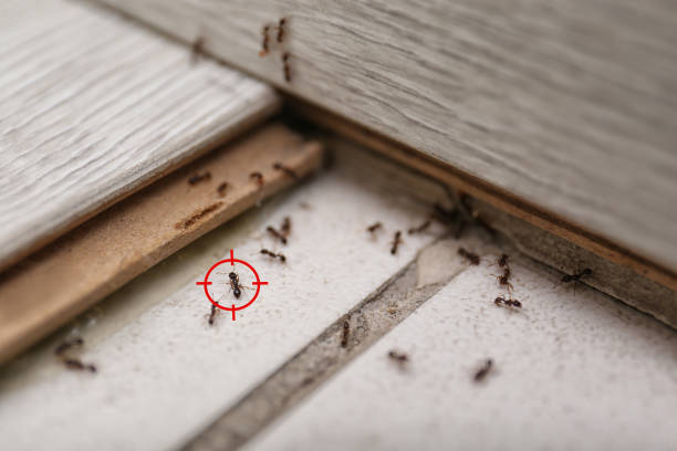 Reliable Fort Mckinley, OH Pest Control Solutions